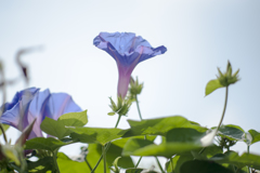 アサガオ２