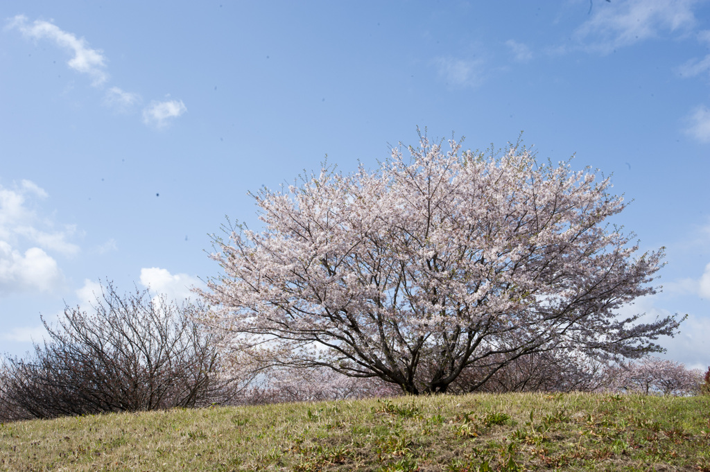 桜１０