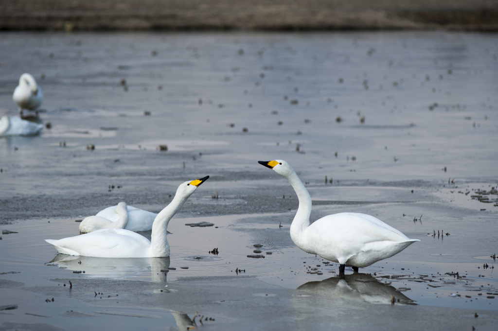 白鳥２