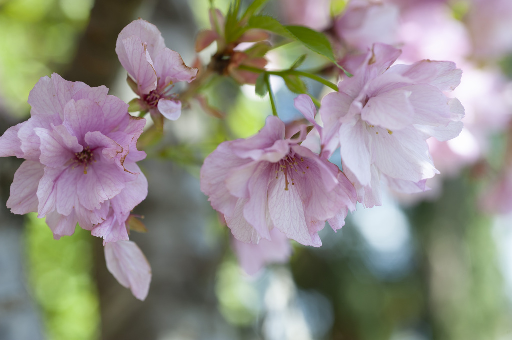 八重桜１