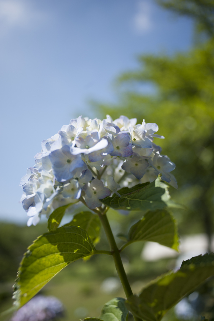 紫陽花２
