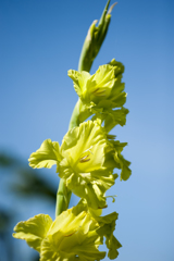 花２