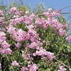 桜１