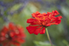 花１