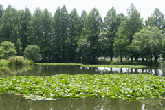 公園３