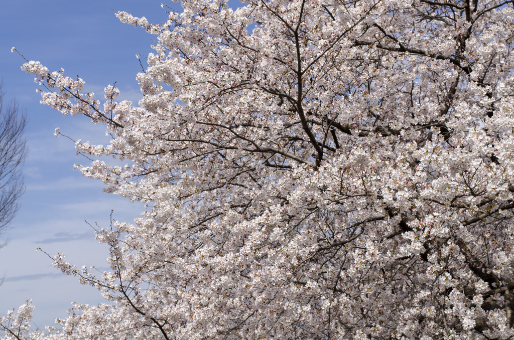 桜７