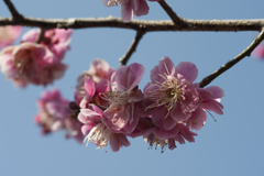 花３
