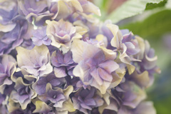 花１８