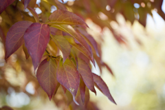 紅葉１６