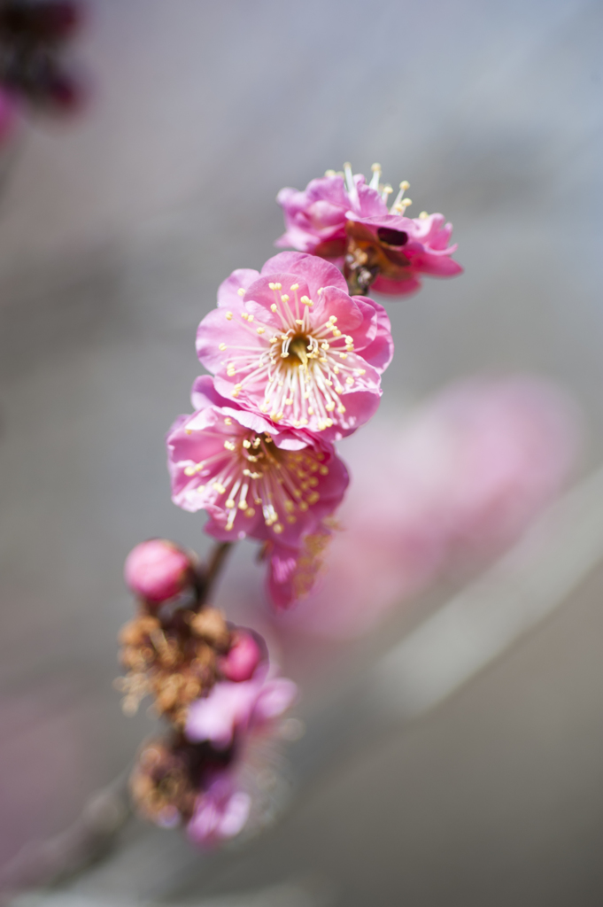梅８