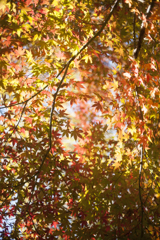 紅葉２４