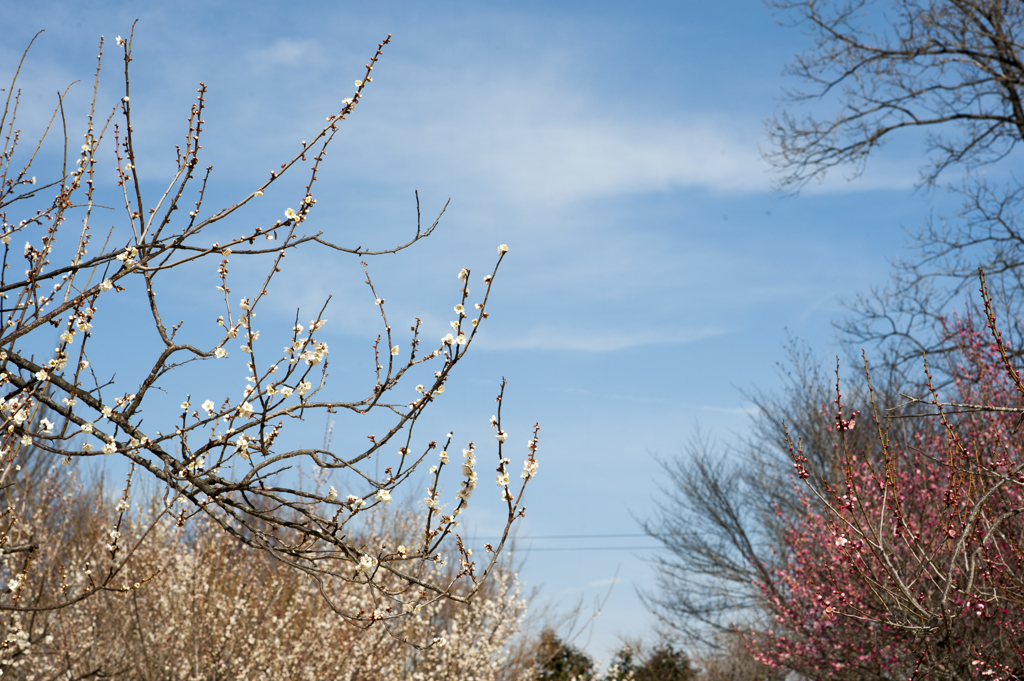 梅と青空５