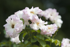 花15