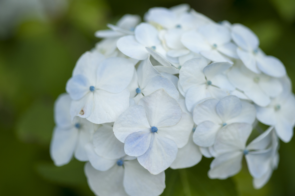 紫陽花３