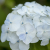 紫陽花３