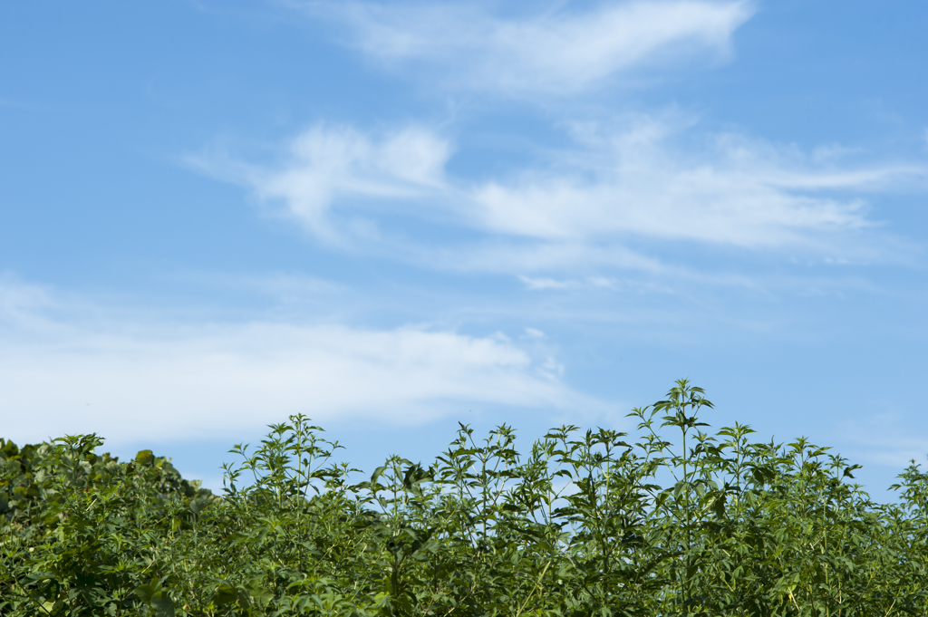 空４