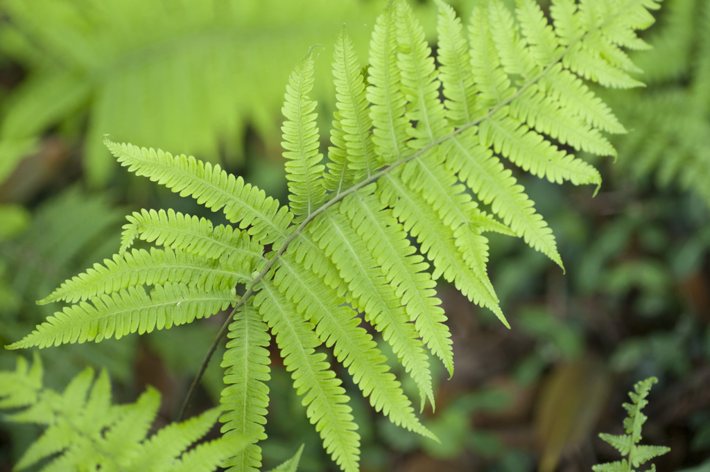 草３