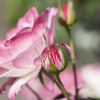 花１