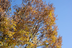 紅葉１