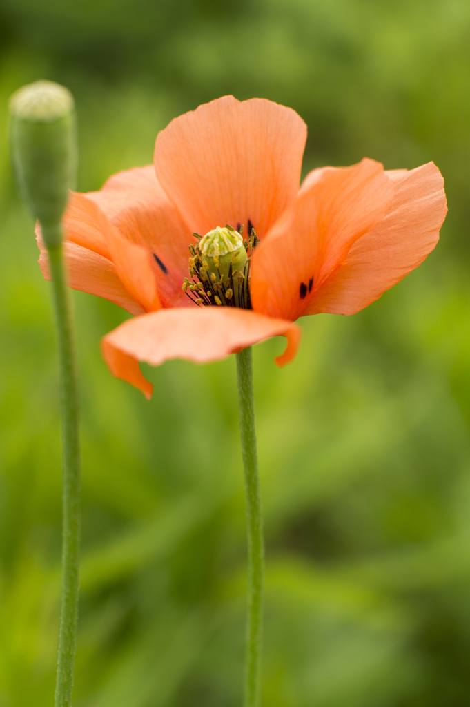 花６
