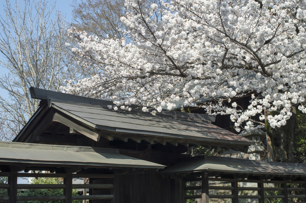 桜１２