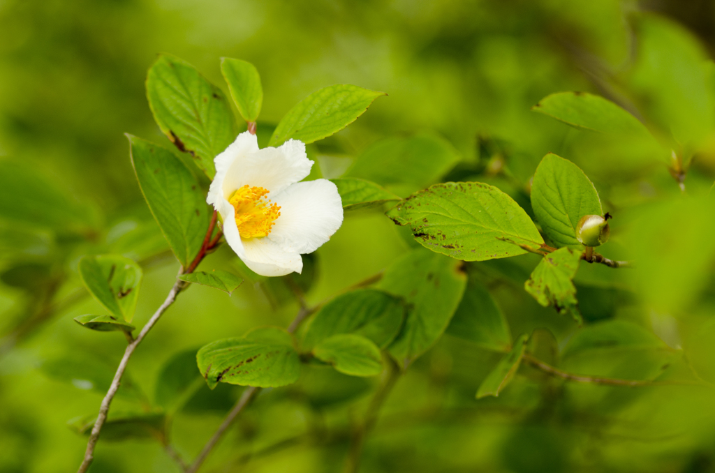 花１４