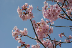 桜６