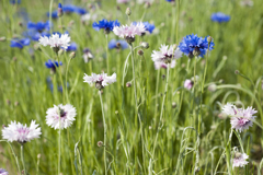 花２