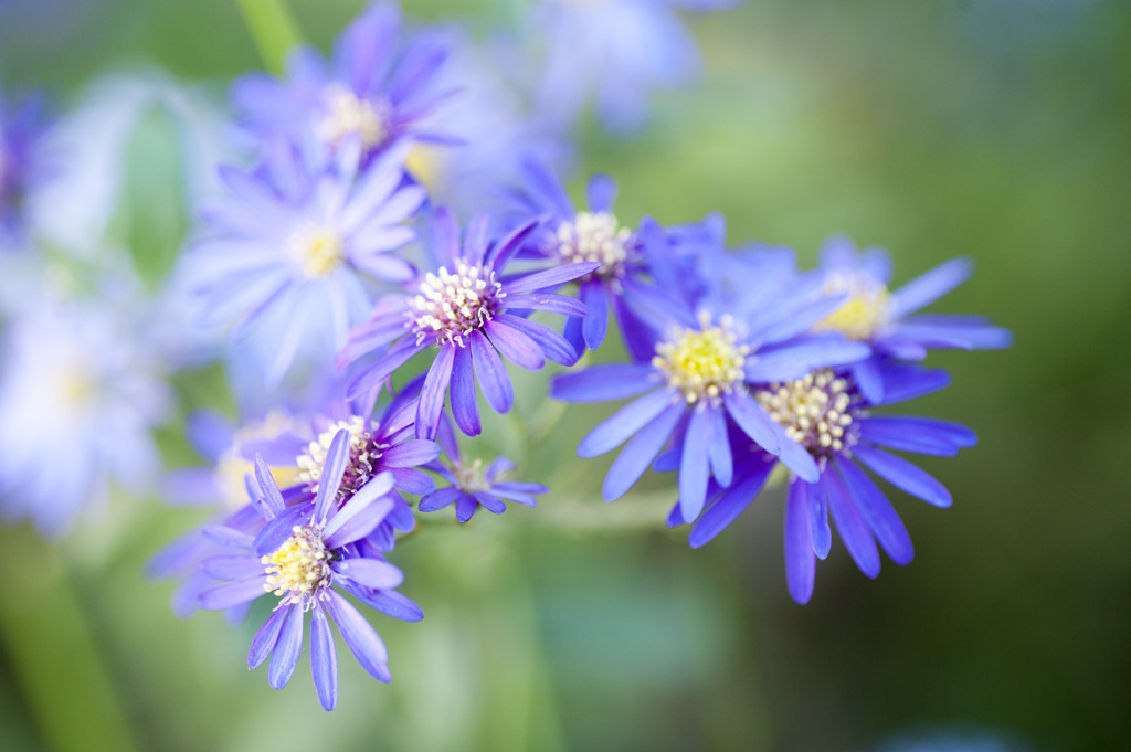 花２