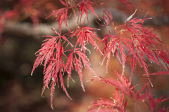 紅葉４