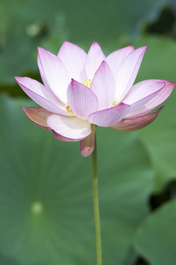 蓮１６