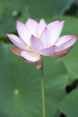 蓮１６