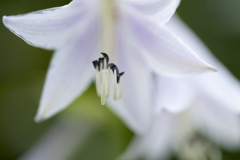 花８
