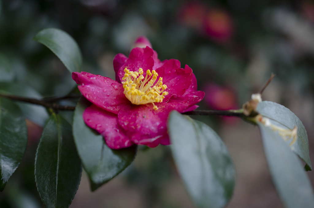 山茶花５