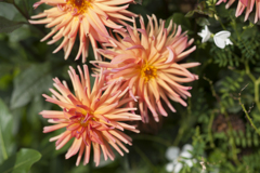 花11