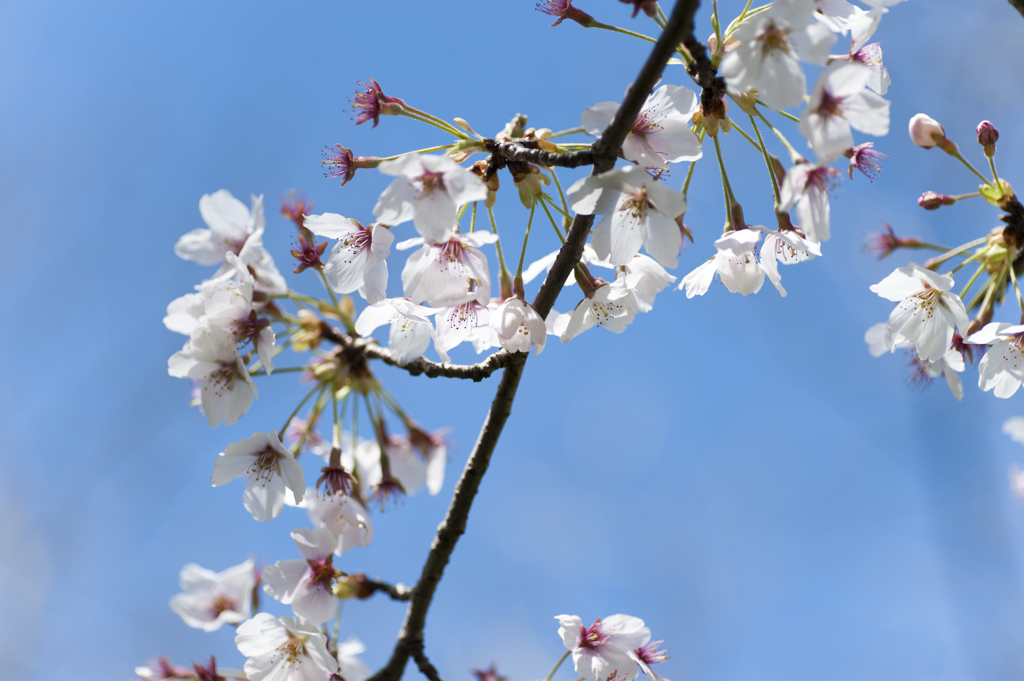 桜４