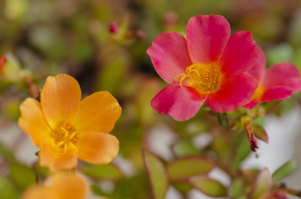 花２