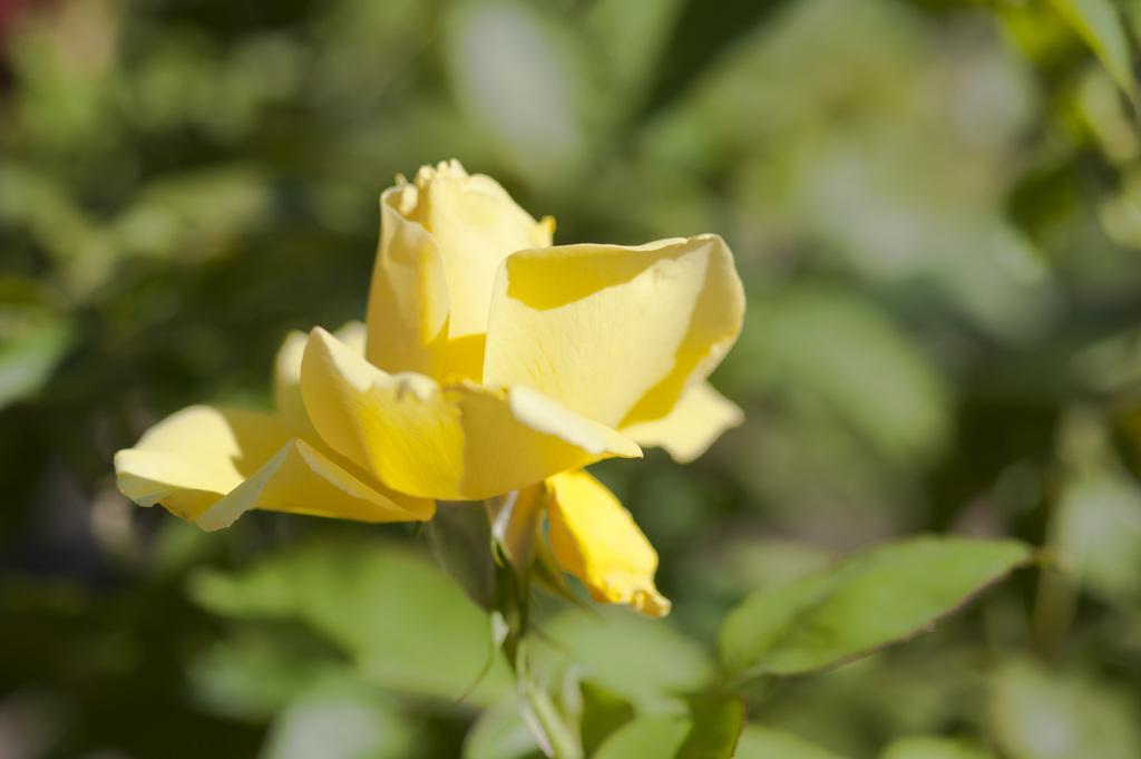 花２