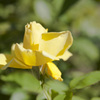 花２