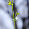 花１０
