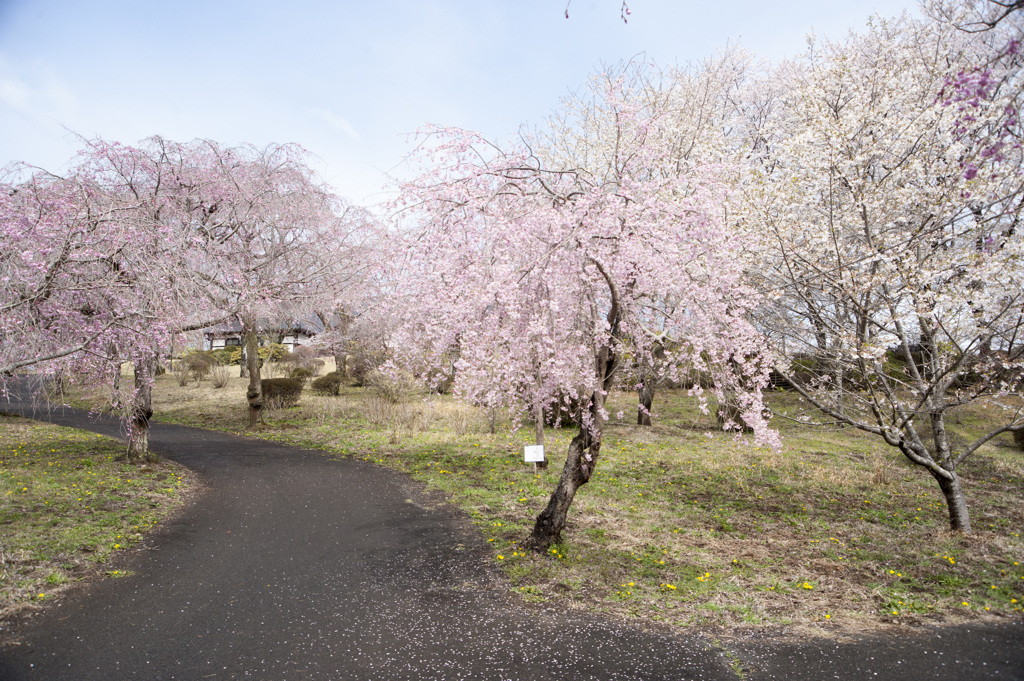 桜１３