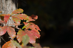 紅葉１９