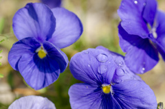 花４