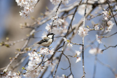 シジュウカラ３