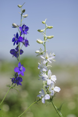 花
