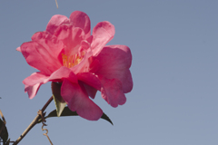 花13