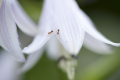 花１０