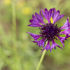 花９