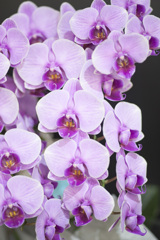 花２０