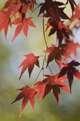 紅葉２０